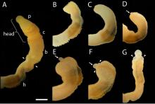 Head regeneration of the hemichordates, Ptychodera flava