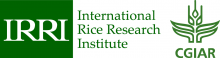 IRRI logo