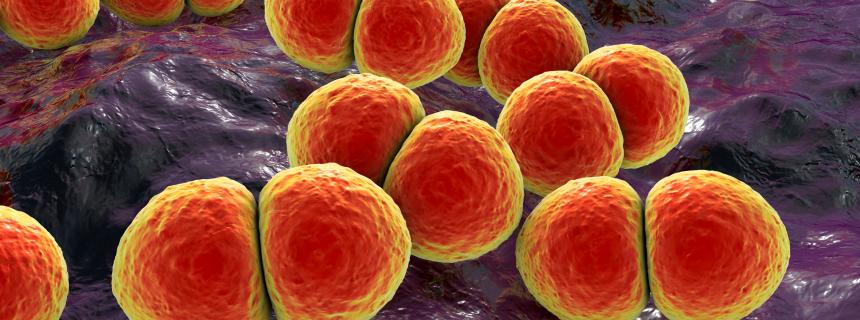 Streptococcus pneumoniae bacteria