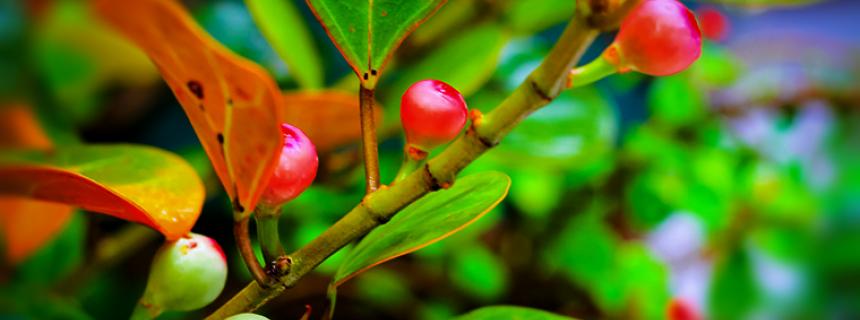 Ficus deltoidea
