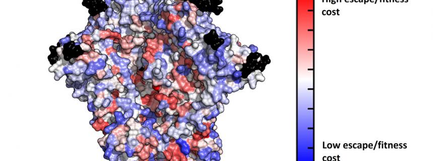 Envelope protein
