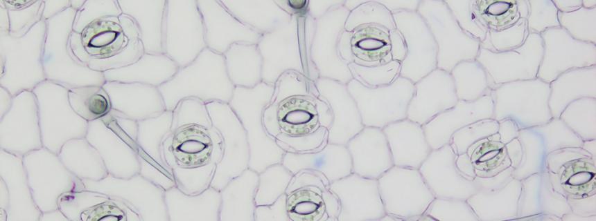 Stomata