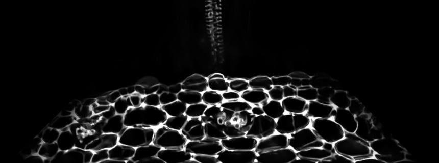 Lignin