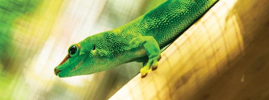 Gecko