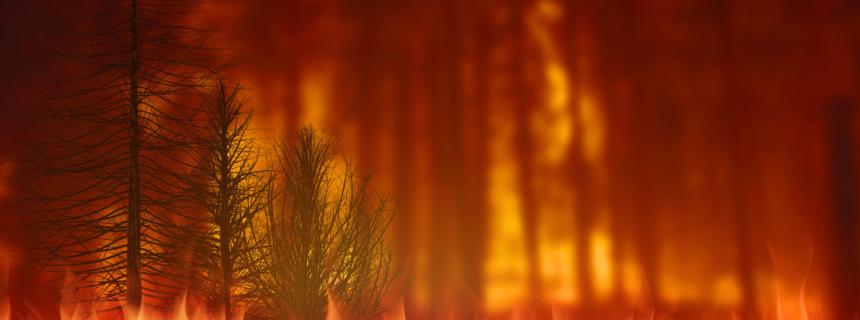 Wildfire in the forest