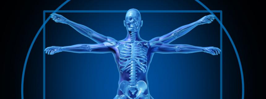 Skeleton