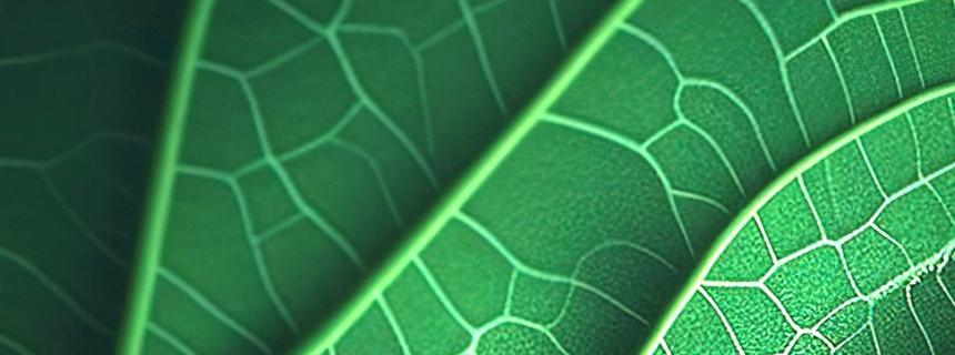 close-up of leaf