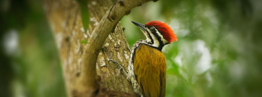 Woodpecker