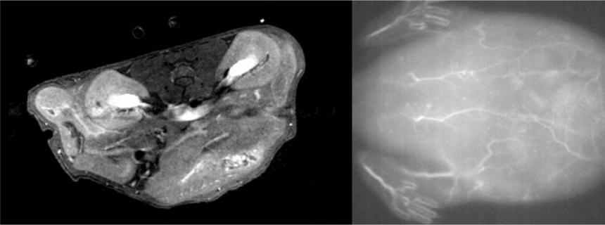 The scientists injected the nanoparticle solution into the tail veins of live mice and were able to obtain high quality MRI (left) and near-infrared fluorescence (right) scans of tissues and blood vessels.