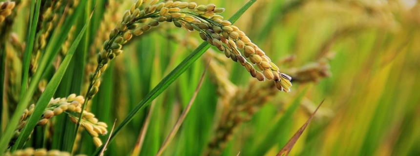 rice stalks
