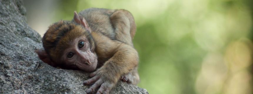 long tailed macaque