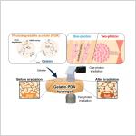 Light enables precise control of engineered tissue scaffolding