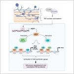 How rice coordinates signals to partner with beneficial soil fungi