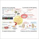 Mammals Produce Cyclo-octasulfur to Protect Cells from Lipid Damage