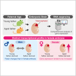 Advanced Paternal Age Has Sex-Specific Effects on Fetal Brain Gene Expression