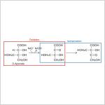 Structural basis for enzyme catalyzing two distinct reactions at a single active site
