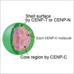 Shell game: chromosome anchors become spherical before cell division