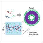 Bending a liquid: liquid membranes flex 100 times more easily than cell membranes