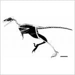 Flightless Jurassic bird reveals early diversity