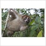 Venomous primate lost to science for nearly a century turns up in gardens and on roads across Indonesia