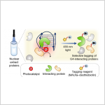 New Labeling Tool Uncovers Hexokinase-1 as a G-Quadruplex Binding Protein