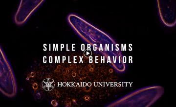 Simple organisms, complex behavior video