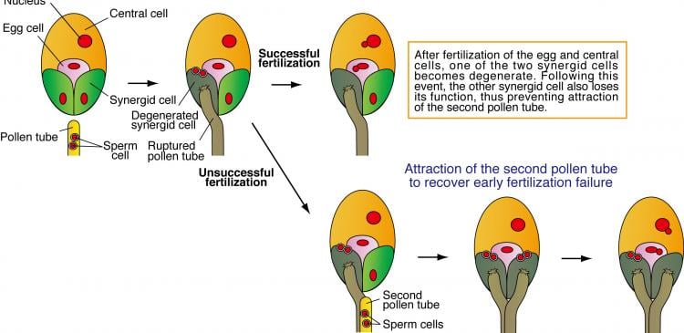 Figure 2. Double fertilization and termination of the pollen tube attraction. Synergid cells play a key role in attracting pollen tubes.