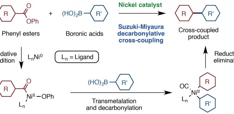 Figure 2. Suzuki-Miyaura decarbonylative cross-coupling reaction occurs between a range of phenyl esters and boronic acids.