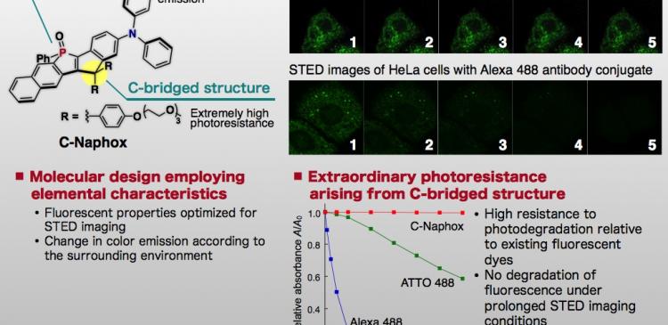 Characteristics of C-Naphox, STED images of HeLa cells stained with C-Naphox or Alexa 488 antibody conjugate and photoresistance of fluorescent dyes under STED conditions