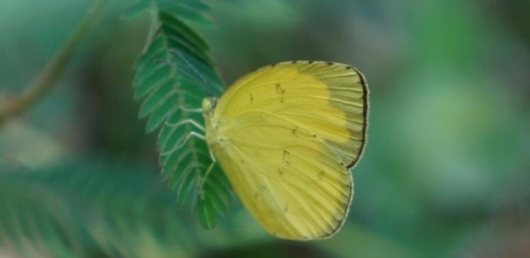 Photo 2 Eurema sp. Common butterflies seen in Kuala Lumpur city parks