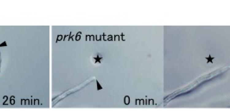 Figure 2. Comparison of wild type pollen tube attracted by LURE and prk6 mutant pollen tube not attracted by LURE. 