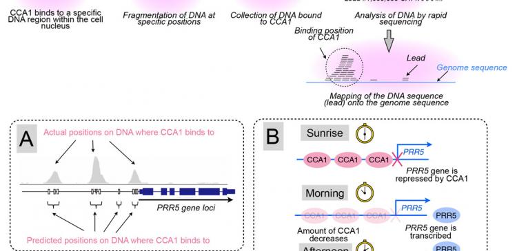 CCA1 clock protein binds near the PRR5 gene within the cell.