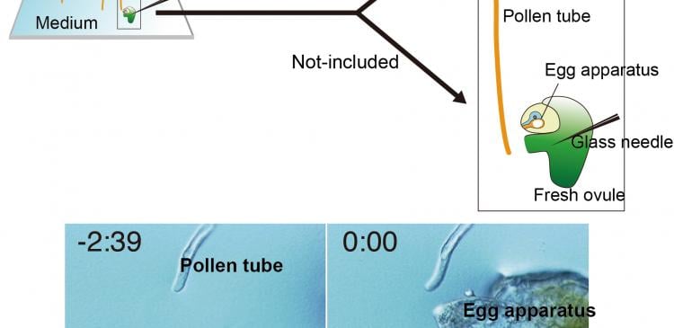 Figure 2. AMOR assay to investigate the activation of pollen tubes to respond to attractant molecules.