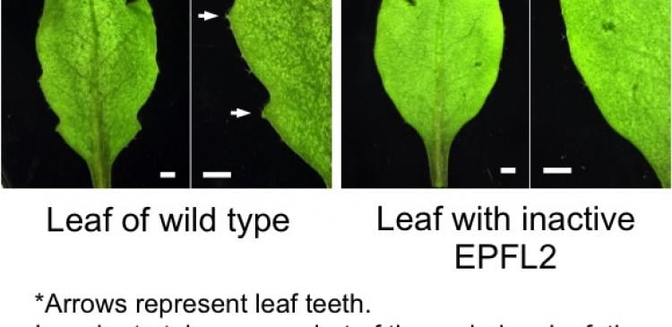 Leaves of wild type and those with inactive EPFL2.