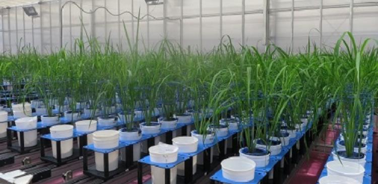 Rice plants' early responses to salt stress 