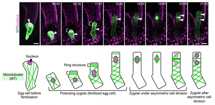 Images of the changes in assembly of microtubules (MTs) and nucleus in an Arabidopsis zygote over time. 