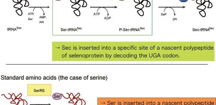 Scientists clarify structural basis for biosynthesis of mysterious