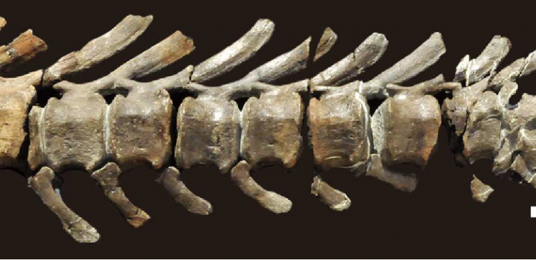 The fossilized caudal vertebra of Mukawaryu found July 2013 in Mukawa town, Hokkaido, Japan.