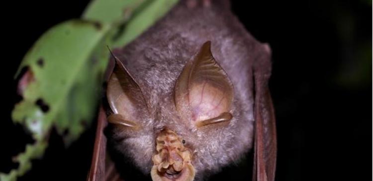 Bat malaysia
