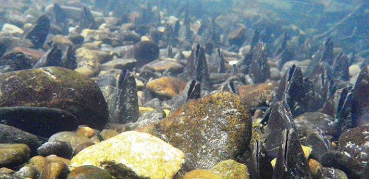 A habitat of the freshwater mussel Margaritifera laevis.