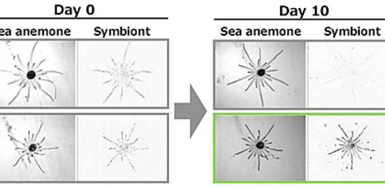 New mutant coral symbiont alga able to switch symbiosis off
