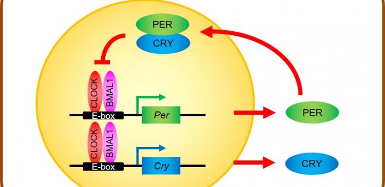 Core transcriptional-translational feedback loop of clock genes and proteins that regulates circadian rhythms in mammalian cells. 