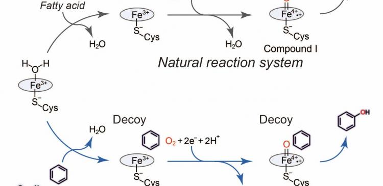 Hydroxylation of benzene using decoy molecules