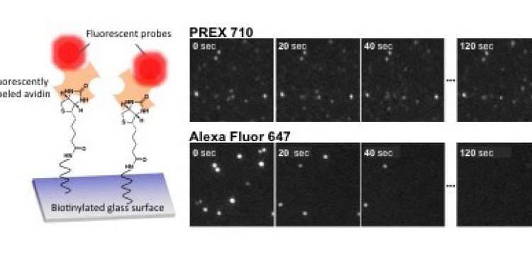A comparison of photostability of PREX 710 and Alexa Fluor 647 (cyanine dye) using single molecule fluorescent imaging. 