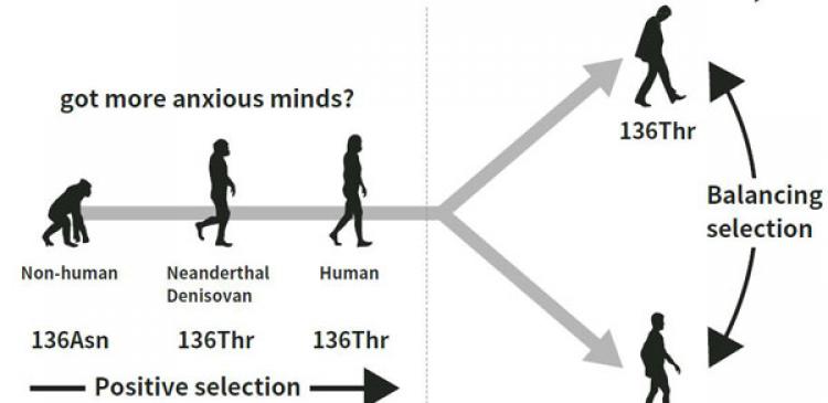 Evolution of psychiatric disorders and human personality traits