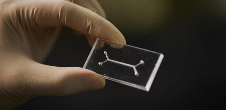 Organ-on-a-chip with an artificial blood vessel sy