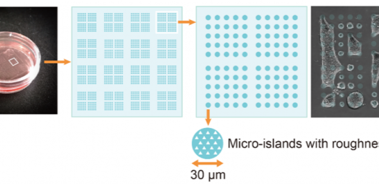 Micro-patterned plate used for the study