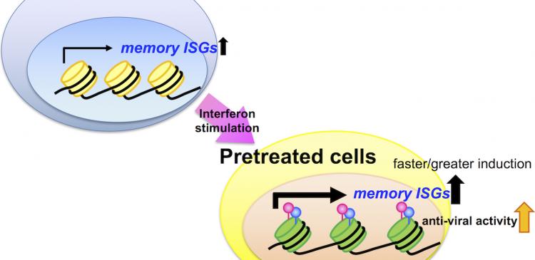 Schematic of the interferon-stimulated memory effect.
