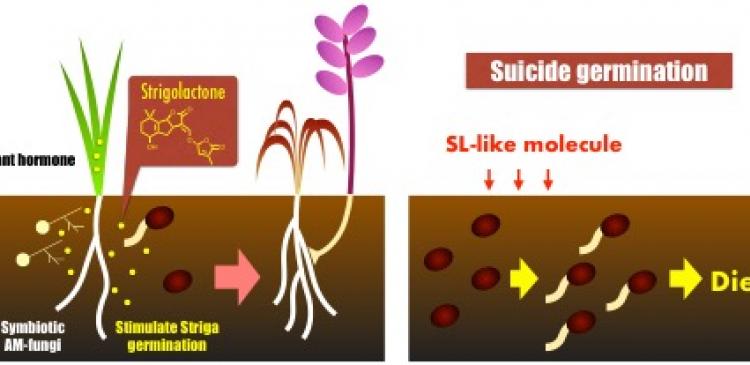 Extermination of Striga seeds by suicide germination with an SL-like molecule
