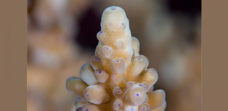 Coral polyp close-up